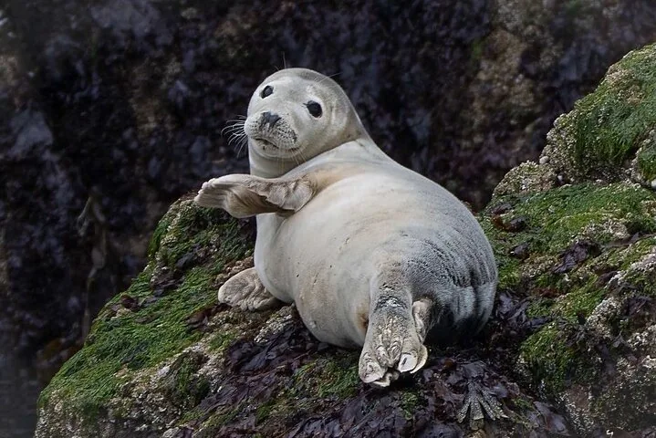 Seal lying on rocks covered with green seaweed near the water