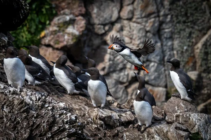 Flock of guillemots and a puffin in flight near rocky cliffs
