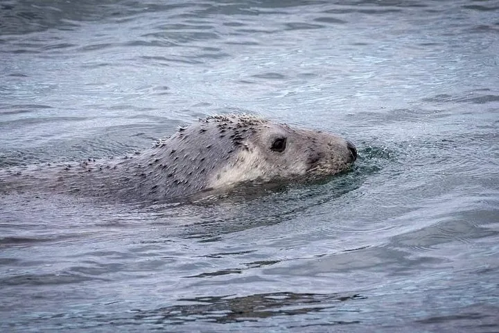 Grey seal swimming with its head above the water