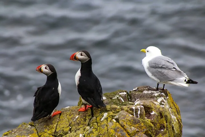 Two puffins and a seagull standing on a rock near the sea